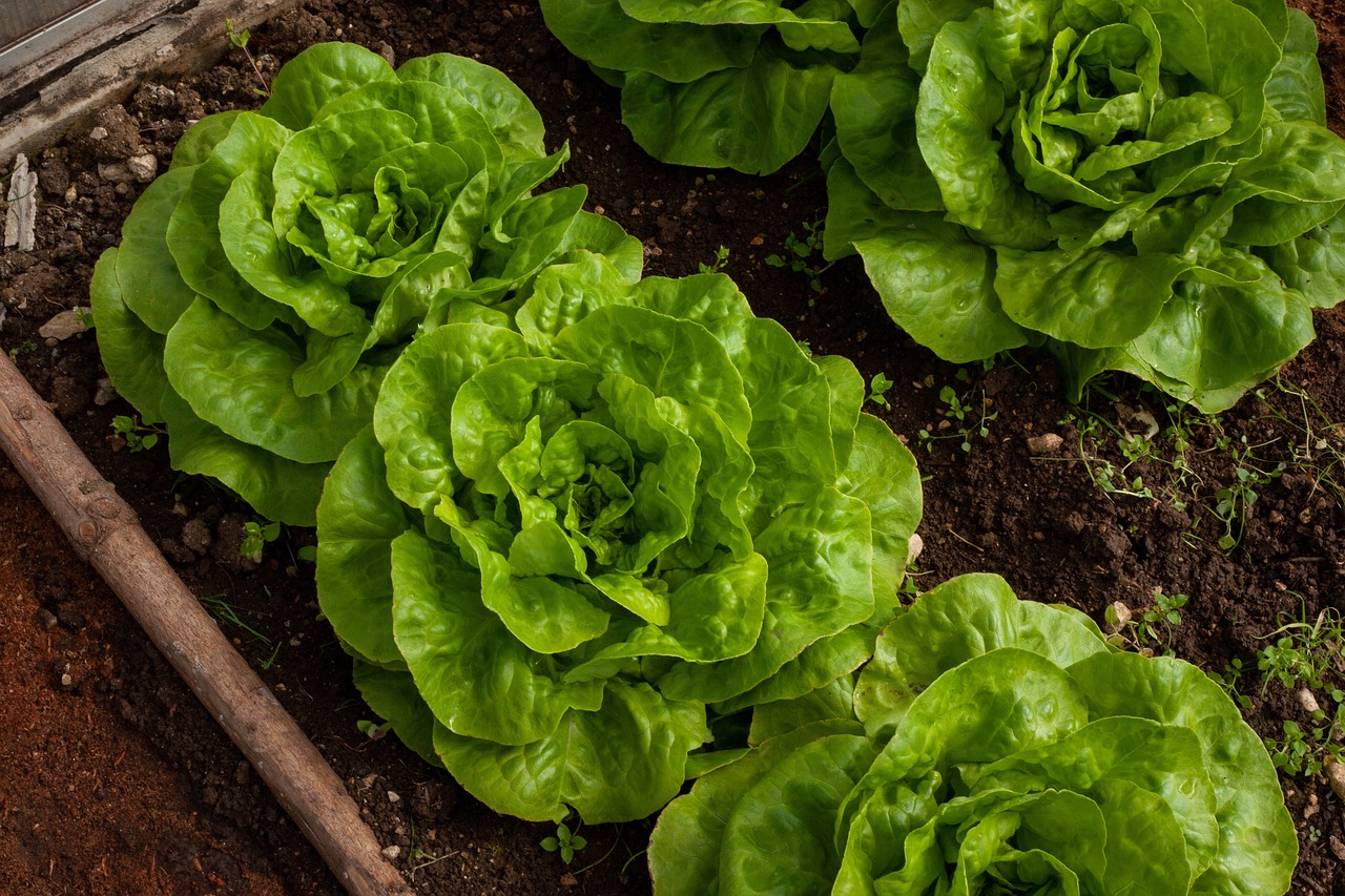 Jak zbudować domowy ogródek warzywny?